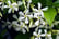 Trachelospermum Jasminoides 1