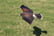 1hr Hawk Walk with Hawksflight Falconry, Derby - 3 Options_1