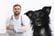 vet and dog 1500 x 1000