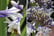 Agapanthus-Fireworks-9cm-Pot-4