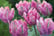 Tulip Diamond Parrot (Pink)