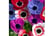 anemone1.j1724768556923