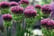 Spring-Flowering-Bulb-Collection-4