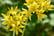 Spring-Flowering-Bulb-Collection-6