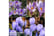 Crocus-Bic1726148080545