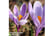 Crocus-Van1726148082654