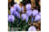 Crocus-Sky1726148083651