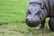 Pygmy Hippo at ZSL London Zoo  (c)ZSL