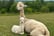 1 Hour Alpaca Experience with Hannahston Alpacas, Glasgow_2