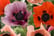 Oriental-Poppy-Collection-3