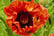 Oriental-Poppy-Collection-4