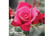 rose-flori1731428540661