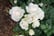 feed_opt_google_4