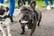 COES & CPD Dog Walking 101 Course