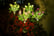 feed_opt_google_9