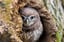 Shropshire Owl Experience