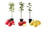 APPLES-6