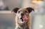 Tails.com Dog Food 1-Month Supply Voucher