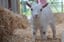'Meet the Pygmy Goats' Experience Voucher - Shirebrook