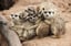 'Meet the Meerkats' Experience w/ Cream Tea Voucher