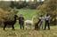 Alpaca Walk: 90-Minutes for 1, 2 or 4 – Includes Refreshments