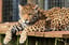 Big Cat Feeding Experience for 4 with Zoo Entry - Cumbria Zoo