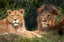 Big Cat Feeding Experience for 4 with Zoo Entry - Cumbria Zoo
