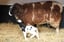 Feed the Animals & Hot Drink: Stonebridge City Farm