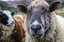 Feed the Animals & Hot Drink: Stonebridge City Farm