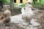 Feed the Animals & Hot Drink: Stonebridge City Farm