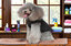 Fashion-Dog-Breast-Strap-1