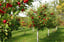 Fruit-Trees---Large-5ft-2