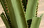 Artificial-Plants-Agave-Succulent-in-Pot-Desk-4
