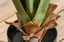 Artificial-Plants-Agave-Succulent-in-Pot-Desk-6