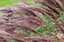Miscanthus-'Red-Chief'-grass-3