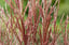 Miscanthus-'Red-Chief'-grass-4