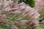 Miscanthus-'Red-Chief'-grass-6