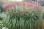 Miscanthus-'Red-Chief'-grass-7