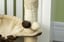 PawHut-Coconut-cat-Tree-5