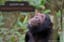 Chimpanzee Adoption - Digital Pack - Support Conservation - David Shepherd Wildlife Foundation