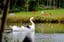 Swan Pedalos on the lake at CONKERS
