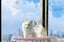 Cat-Window-Perch-with-Suction-Cups-2