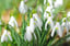 Gift-Snowdrop-(Galanthus)-Single-Flowered-1-Litre-Pot-3