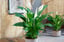Peace-Lily-Plant-3