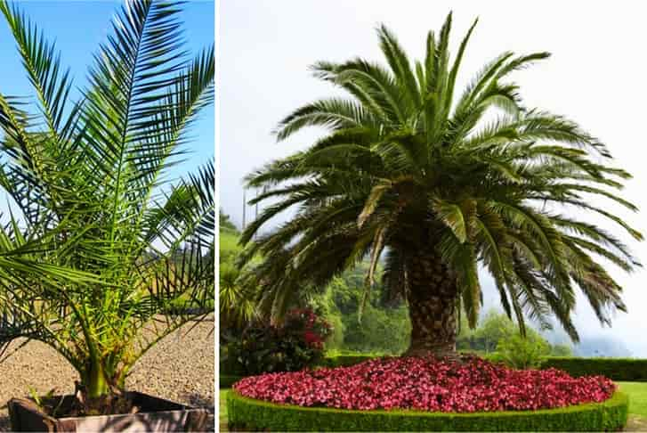 Palm trees for sale deals near me