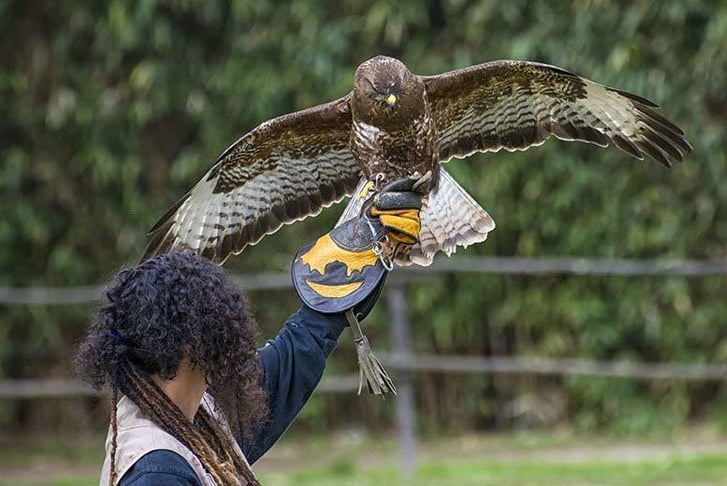 Two-Hour Falconry Experience