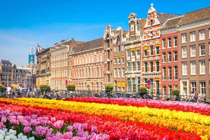 Tulips Lining the Streets in Amsterdam