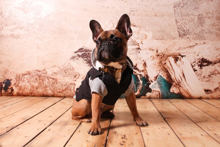 Pet Photoshoot & £250 Gift Certificate to Spend on Any Artwork 