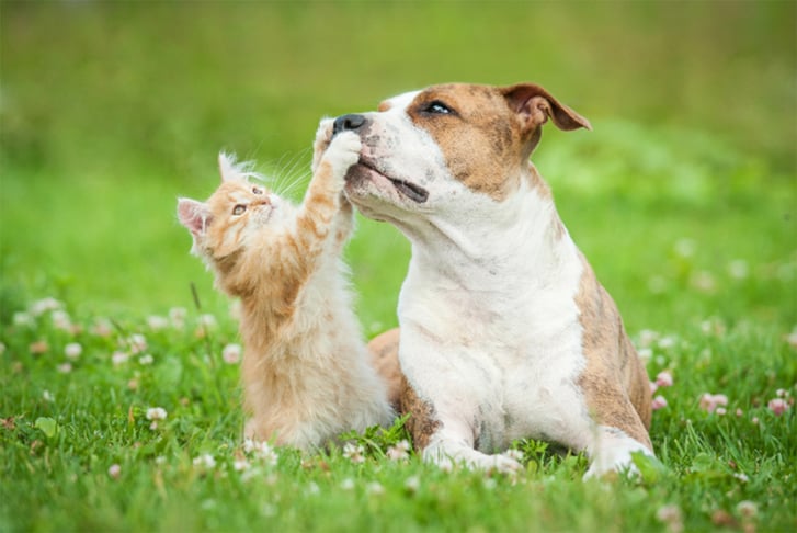 Cat & Dog Care Course Voucher