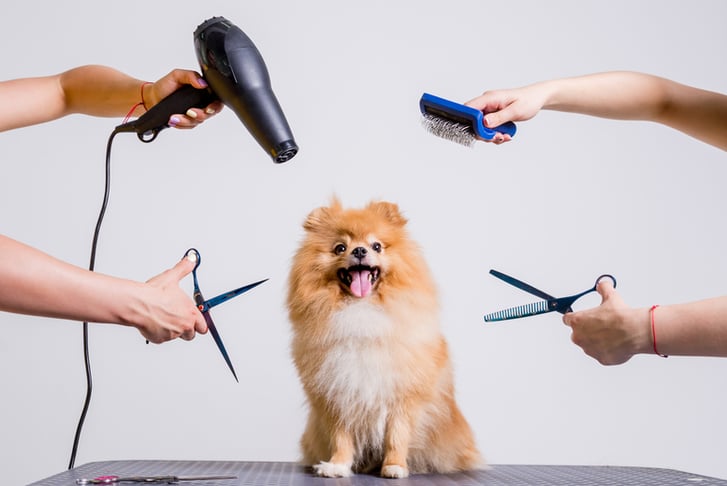 Online Dog Grooming, Bathing & First Aid Course 